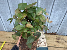 Load image into Gallery viewer, Zelkova, Japanese Grey Bark Elm #14
