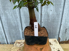 Load image into Gallery viewer, Zelkova, Japanese Grey Bark Elm #11
