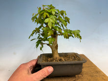 Load image into Gallery viewer, Trident Maple 027
