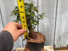 Load image into Gallery viewer, Zelkova, Japanese Grey Bark Elm #12
