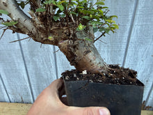 Load image into Gallery viewer, Chinese Elm #6
