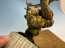 Load image into Gallery viewer, Arakawa Mayumi, Cork Bark Euonymus, Spindle Tree
