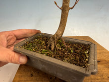 Load image into Gallery viewer, Japanese Maple 002
