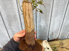 Load image into Gallery viewer, Trident Maple #26
