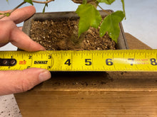 Load image into Gallery viewer, Trident Maple 016
