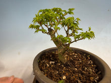 Load image into Gallery viewer, Shishigashira Japanese Maple 004
