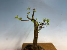 Load image into Gallery viewer, Chinese Quince 007
