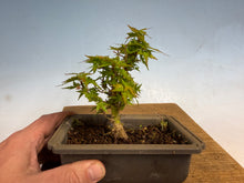 Load image into Gallery viewer, Kotohime Japanese Maple-013
