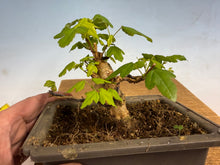 Load image into Gallery viewer, Trident Maple 013
