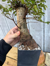 Load image into Gallery viewer, Chinese Elm #1
