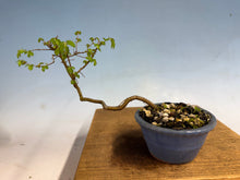 Load image into Gallery viewer, Chinese Elm-Root Cutting 001

