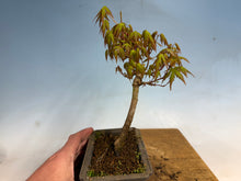 Load image into Gallery viewer, Japanese Maple 005
