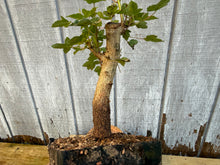 Load image into Gallery viewer, Trident Maple #3
