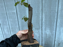 Load image into Gallery viewer, Chinese Quince #4
