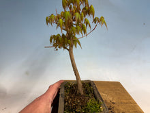 Load image into Gallery viewer, Japanese Maple 004
