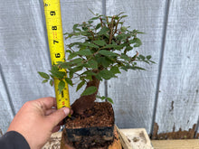 Load image into Gallery viewer, Zelkova, Japanese Grey Bark Elm #16

