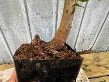 Load image into Gallery viewer, Trident Maple #27
