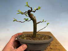 Load image into Gallery viewer, Chinese Quince 008
