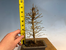Load image into Gallery viewer, Zelkova, Japanese Grey Bark Elm 001
