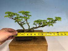 Load image into Gallery viewer, Shishigashira Japanese Maple 011
