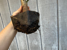 Load image into Gallery viewer, Trident Maple #8
