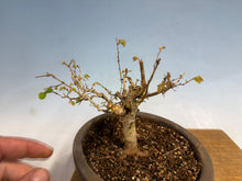 Load image into Gallery viewer, Zelkova, Japanese Import 003
