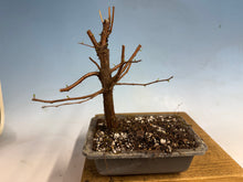 Load image into Gallery viewer, Dawn Redwood 002
