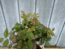 Load image into Gallery viewer, Zelkova, Japanese Grey Bark Elm #20

