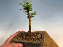 Load image into Gallery viewer, Dawn Redwood 005
