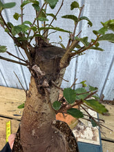 Load image into Gallery viewer, Chinese Elm #2
