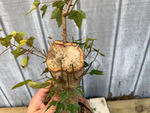 Load image into Gallery viewer, Trident Maple #43
