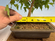 Load image into Gallery viewer, Trident Maple 021
