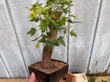 Load image into Gallery viewer, Trident Maple #34
