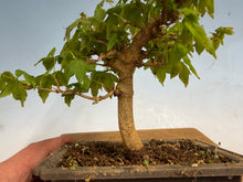 Load image into Gallery viewer, Trident Maple 010
