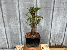 Load image into Gallery viewer, Zelkova, Japanese Grey Bark Elm #2
