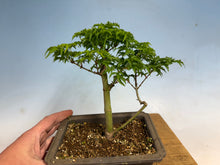 Load image into Gallery viewer, Shishigashira Japanese Maple 018

