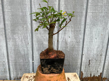 Load image into Gallery viewer, Zelkova, Japanese Grey Bark Elm #4
