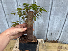 Load image into Gallery viewer, Zelkova, Japanese Grey Bark Elm #18
