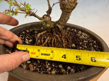 Load image into Gallery viewer, Chinese Elm var. Yatsabusa Cork Bark 002
