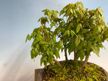 Load image into Gallery viewer, Trident Maple-Shohin Forest 001

