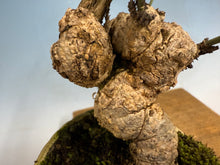 Load image into Gallery viewer, Arakawa Mayumi, Cork Bark Euonymus, Spindle Tree
