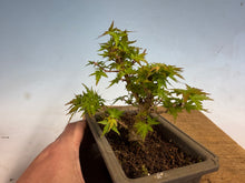 Load image into Gallery viewer, Kotohime Japanese Maple-013
