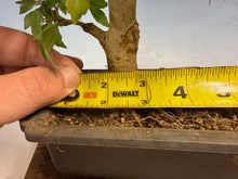 Load image into Gallery viewer, Trident Maple 027
