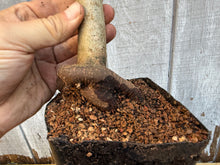 Load image into Gallery viewer, Trident Maple #7
