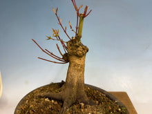 Load image into Gallery viewer, Japanese Maple 001
