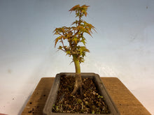 Load image into Gallery viewer, Kotohime Japanese Maple-008
