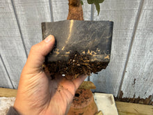 Load image into Gallery viewer, Trident Maple #18
