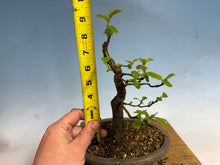 Load image into Gallery viewer, Chinese Quince 010

