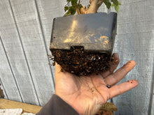 Load image into Gallery viewer, Trident Maple #18

