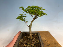 Load image into Gallery viewer, Shishigashira Japanese Maple 010
